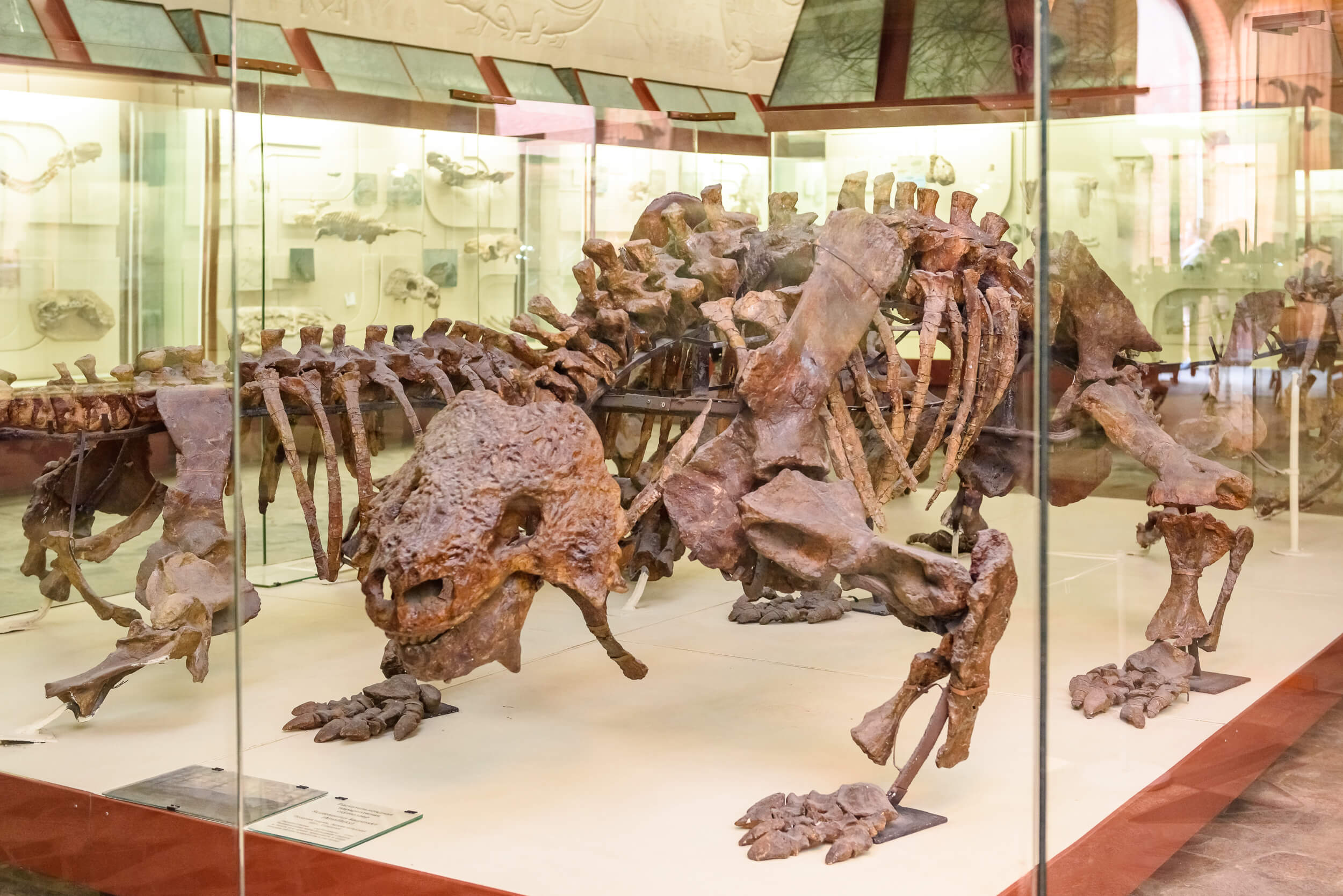 Экспонаты палеонтологического музея в москве